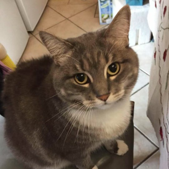 Pepper DSH lost 16 sept 